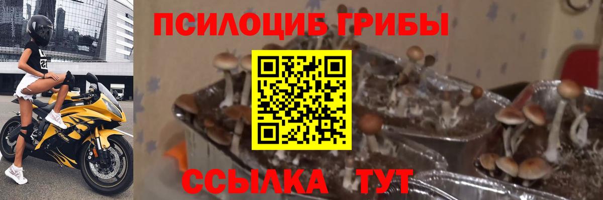 Канабис Димитровград